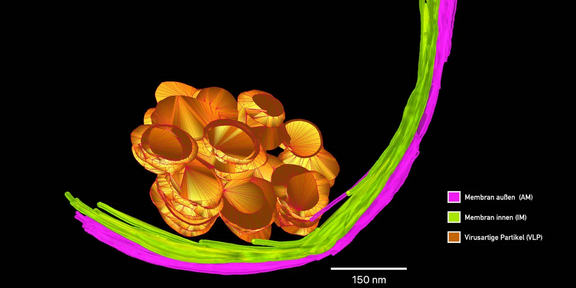 Dieses Bild zeigt eine dreidimensionale Rekonstruktion eines Mikroorganismus aus dem Grundwasser, in dem sich Viren replizieren.